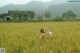 Two naked women standing in a field of tall grass.